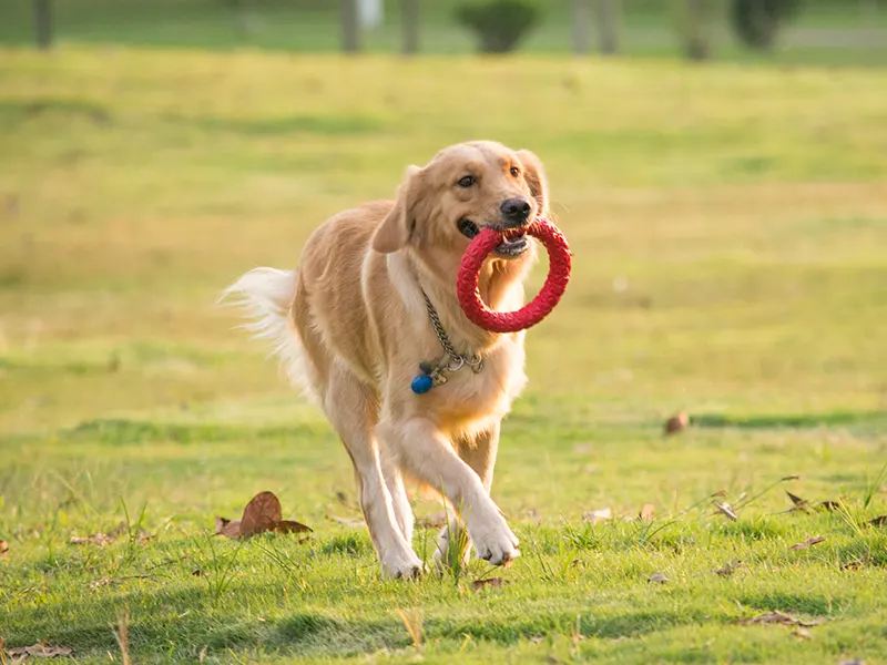 Quels sont les meilleurs jouets à mâcher pour chien ?