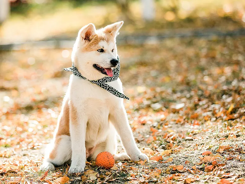 Quels jouets sont bons pour les chiots ?