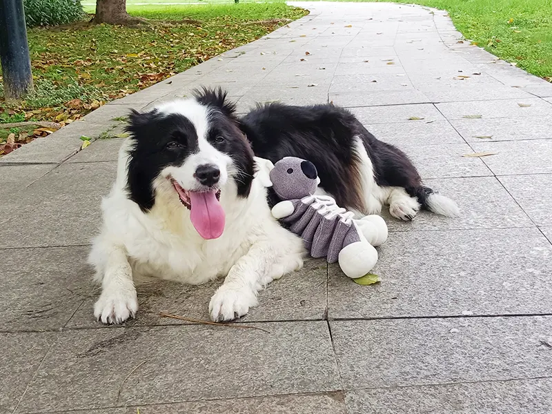 Pourquoi les chiens aiment les peluches ?