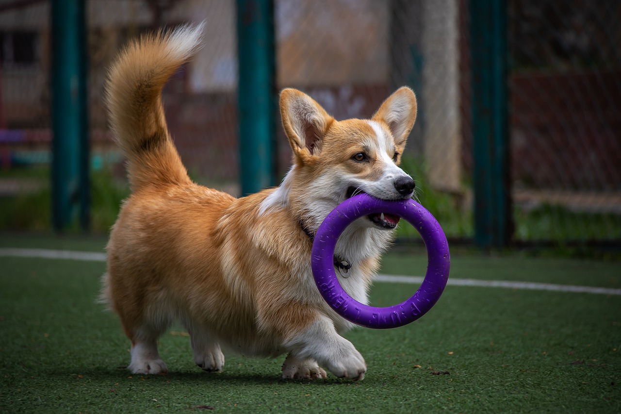 Jouets pour chiens heureux！ Bonne vie saine！