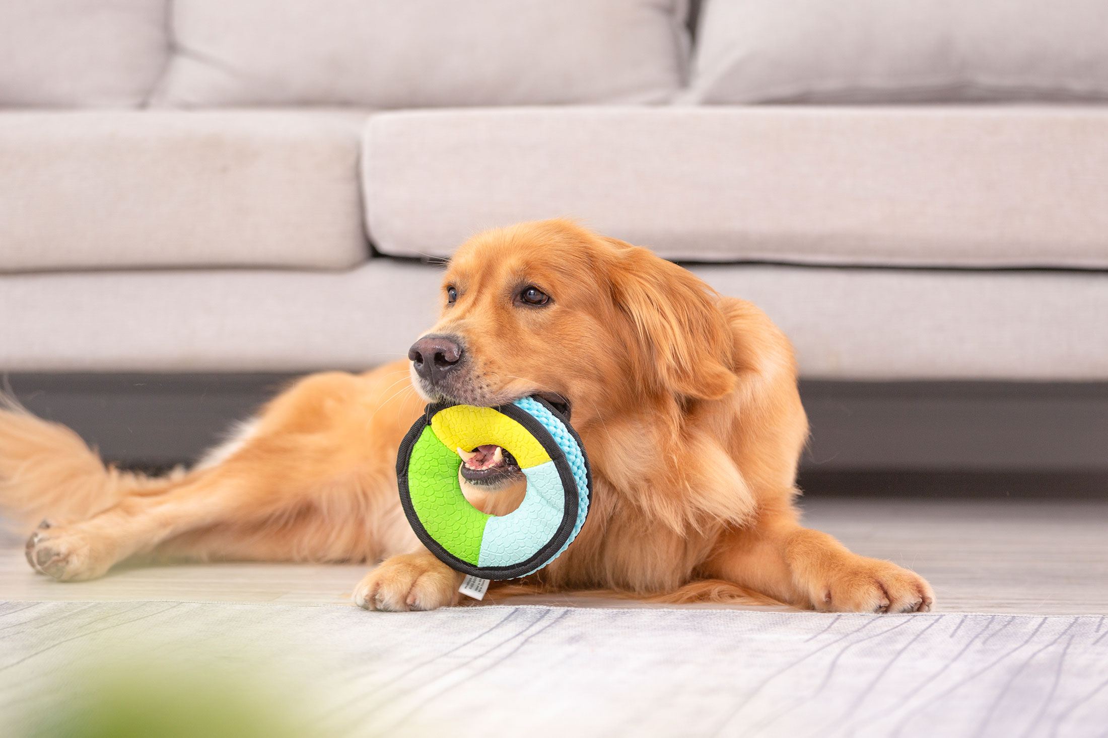 Comment choisir des jouets pour un animal plus heureux et plus excité ?