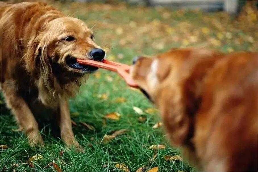 Gérer et prévenir l'agression des jouets pour chiens