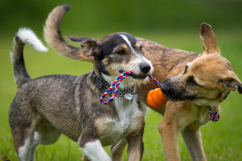 Connexion d'âme entre les jouets pour animaux de compagnie et l'animal de compagnie