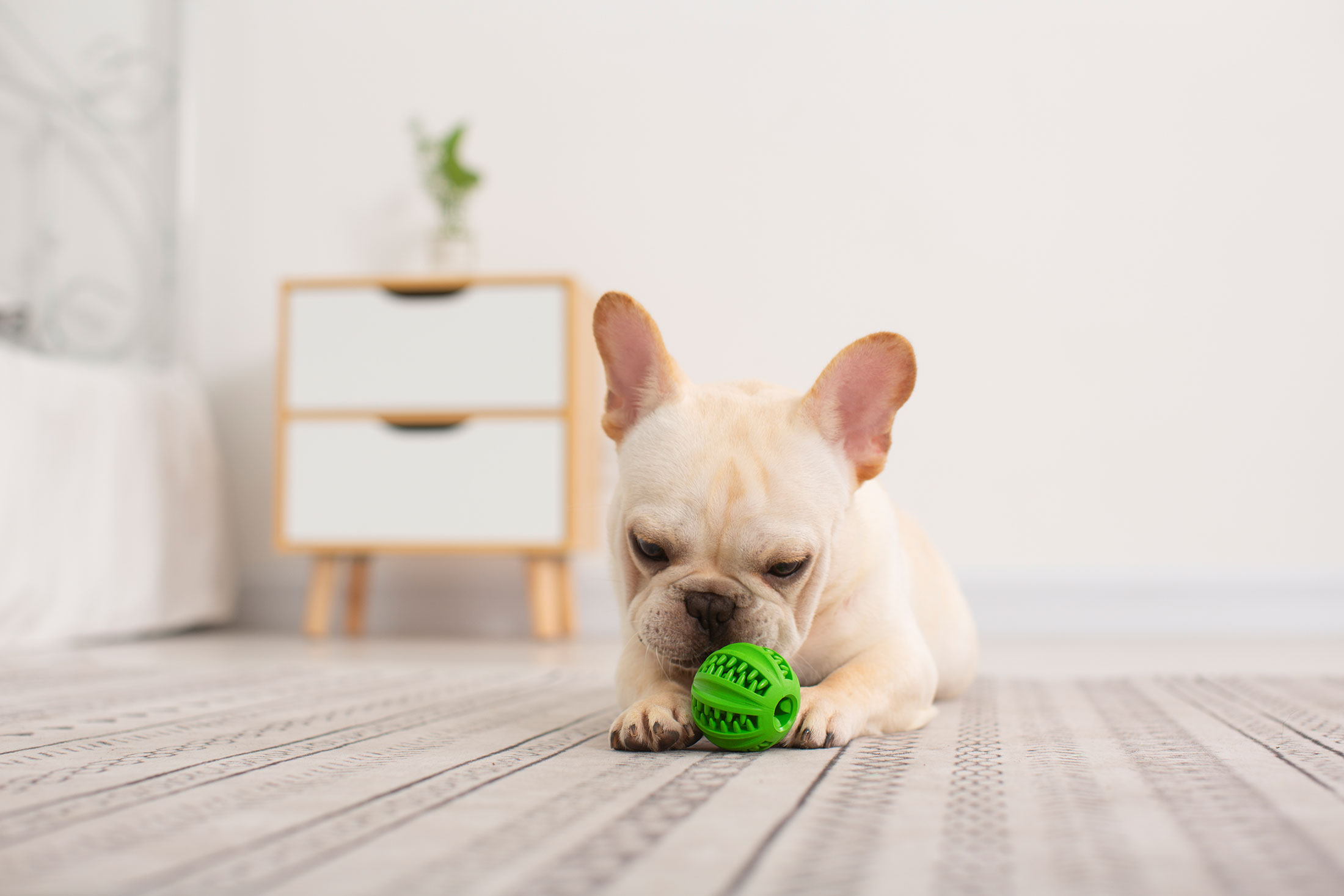 Créez un terrain de jeu de jouets en caoutchouc pour les animaux de compagnie