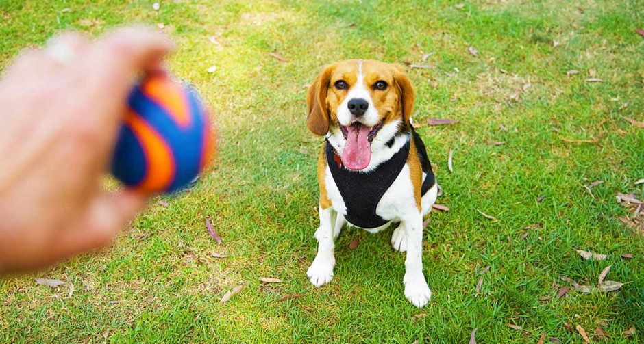 Rendre les animaux heureux : une odyssée colorée de la production de jouets pour animaux de compagnie