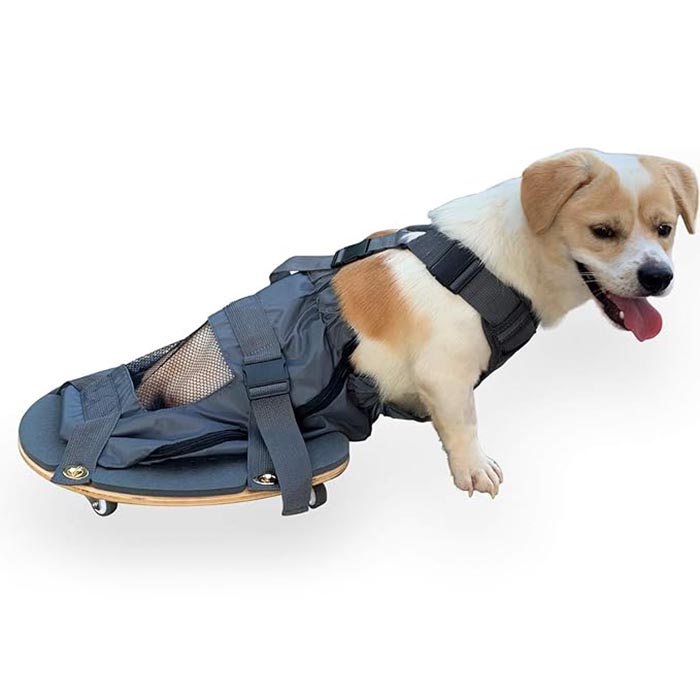 Scooter de paralysie des membres pour animaux de compagnie - Un outil essentiel pour les propriétaires d'animaux