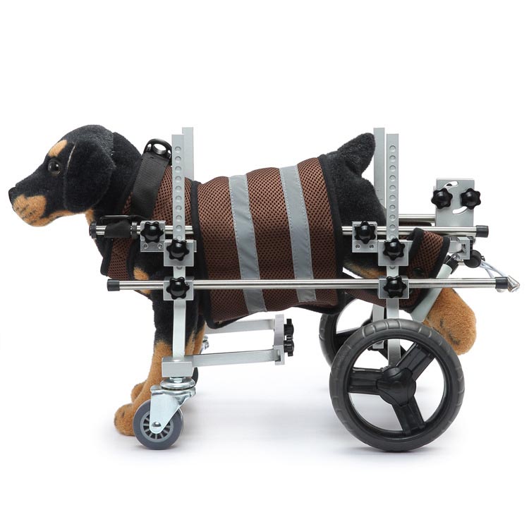 Comment garder un chien handicapé actif via un fauteuil roulant pour animaux de compagnie désactivé ou d'autres moyens?